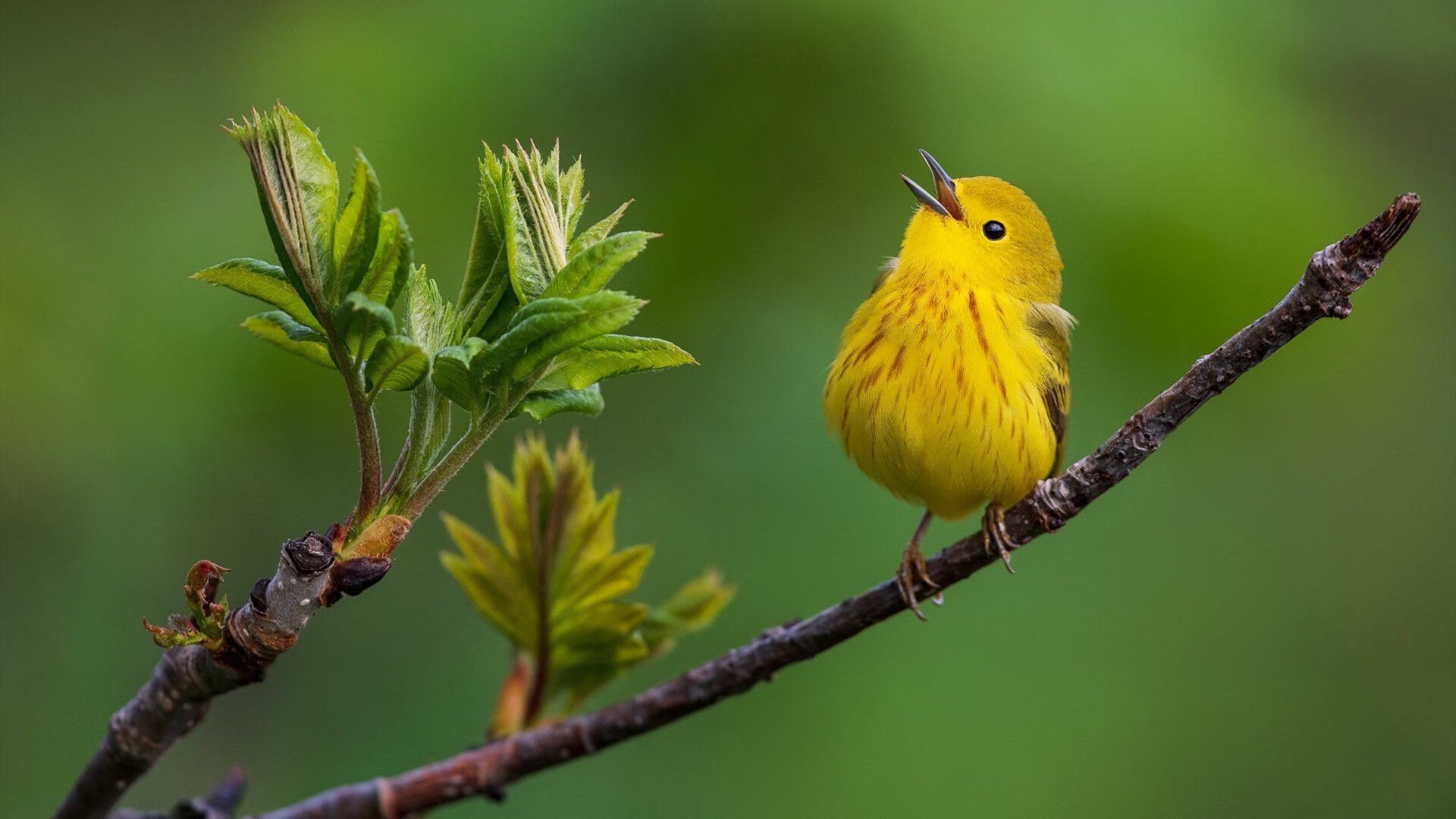 爱游戏app活动-滑雪公开赛青少年组竞争激烈雪场人气旺，全国青少年夏季滑雪挑战赛直播