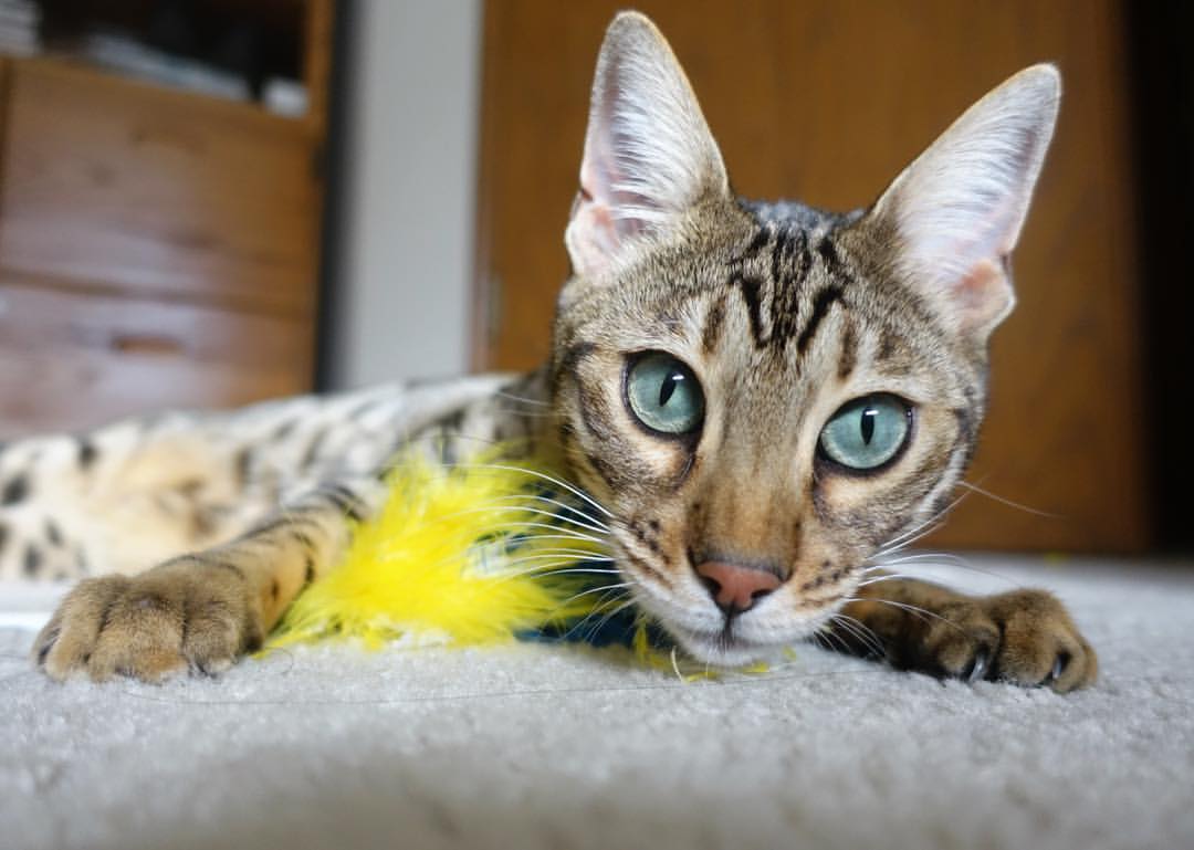 爱游戏体育app-德甲攻守兼备:速度与战术完美结合!,德甲打法特点